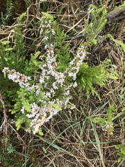 Erica parviflora