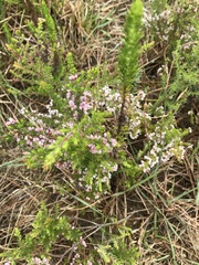 Erica parviflora