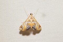 Margarosticha euprepialis