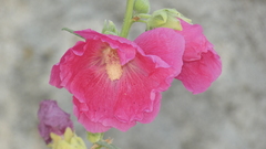 Alcea rosea