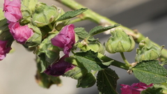 Alcea rosea