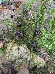 Coltricia cinnamomea