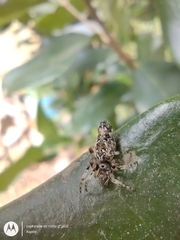 Cyclosa machadinho