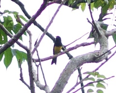 Icterus prosthemelas