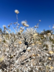 Brickellia incana