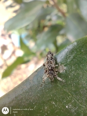 Cyclosa machadinho