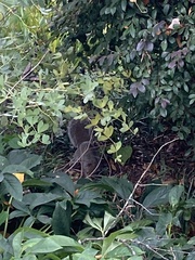 Sciurus carolinensis