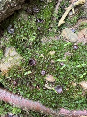 Coltricia cinnamomea