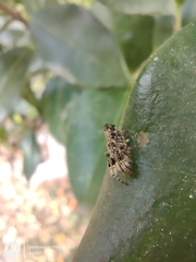 Cyclosa machadinho
