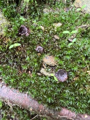 Coltricia cinnamomea