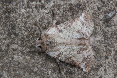 Macrobarasa xantholopha