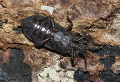 Aradidae