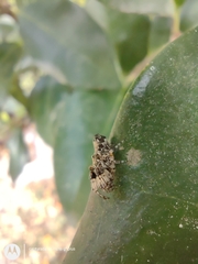 Cyclosa machadinho