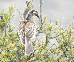 Lophoceros nasutus