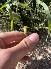 Adenophyllum cooperi