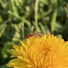 Episyrphus balteatus