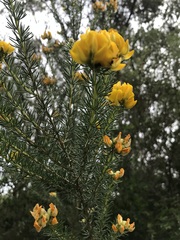 Cyclopia genistoides