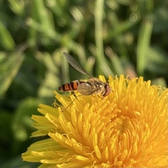 Episyrphus balteatus