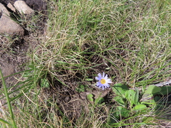 Felicia rosulata