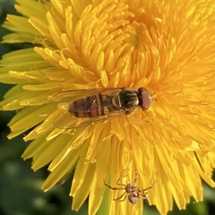 Episyrphus balteatus