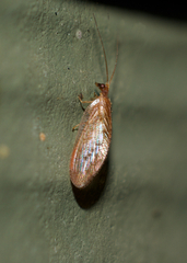 Hemerobius stigma