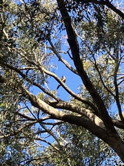 Accipiter melanoleucus