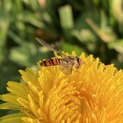 Episyrphus balteatus