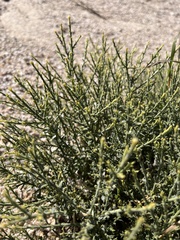 Adenophyllum cooperi