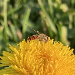 Episyrphus balteatus