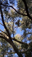 Accipiter melanoleucus