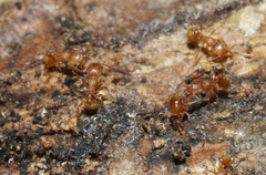 Wasmannia auropunctata