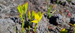 Disa tenuifolia