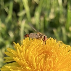 Episyrphus balteatus