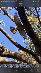 Accipiter melanoleucus