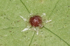 Ceroplastes stellifer