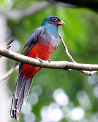 Trogon massena
