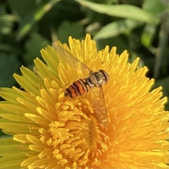 Episyrphus balteatus