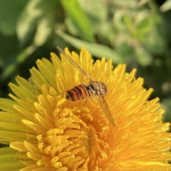 Episyrphus balteatus