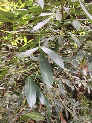 Platylophus trifoliatus