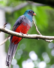 Trogon massena