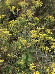 Senecio subcanescens