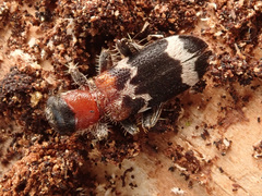 Thanasimus formicarius