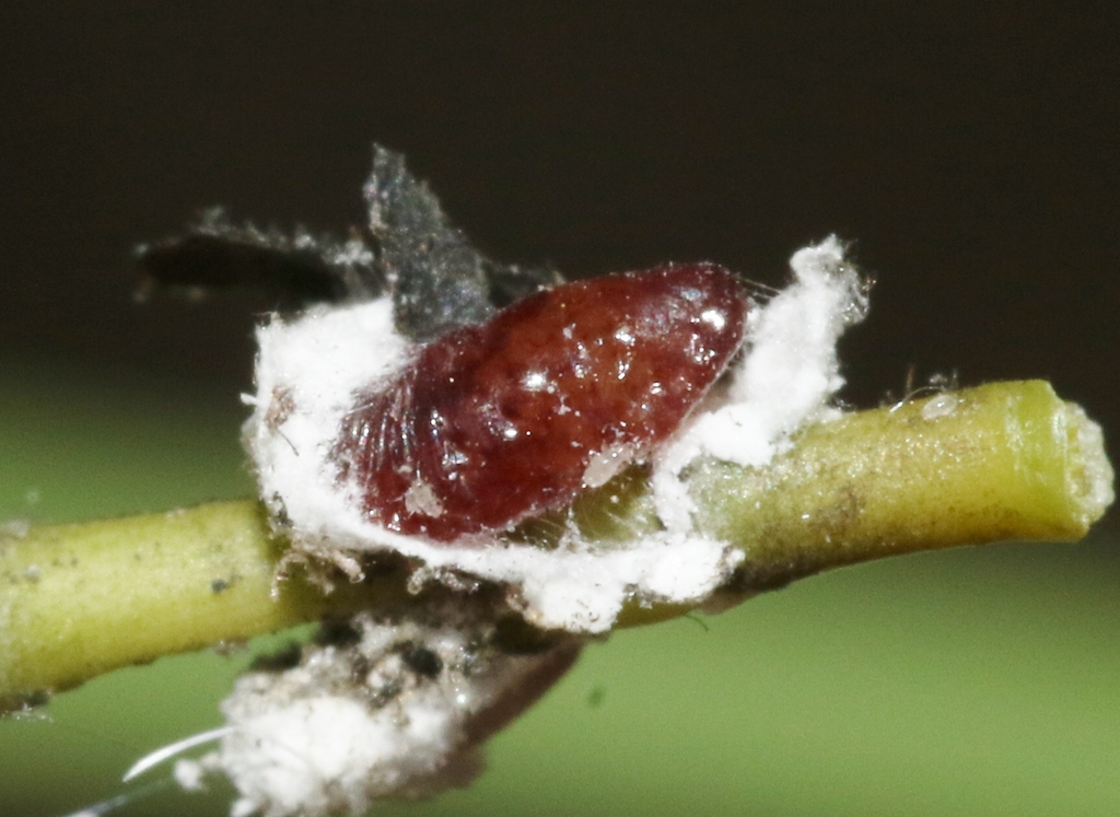 Balanococcus kwoni