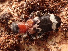 Thanasimus formicarius