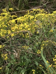 Senecio subcanescens