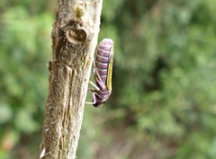 Oncometopia facialis