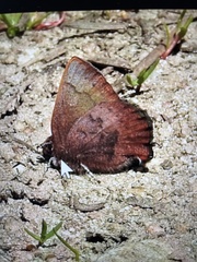 Callophrys augustinus