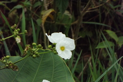 Echinodorus cordifolius