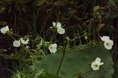 Echinodorus cordifolius