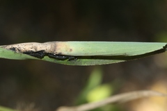 Ustilago shiraiana